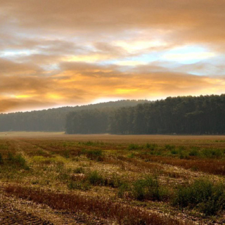 Feld in der Dämmerung