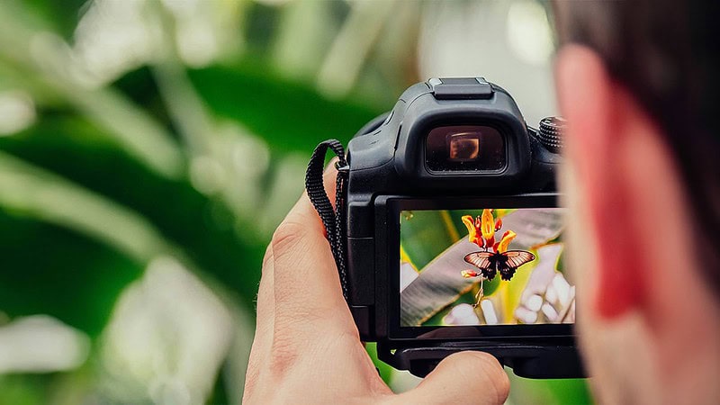 Ein Mann fotografiert mit seiner Kamera in der Natur einen Schmetterling. - Fotokurs Tagesworkshop