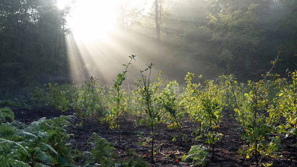 Plant-my-tree-image Plant my Tree Baumpflanzen