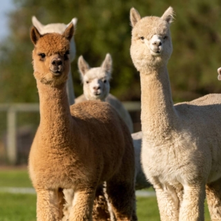 alpaka-wanderungen-erlebnisse Alpakaherde auf einer Waldlichtung