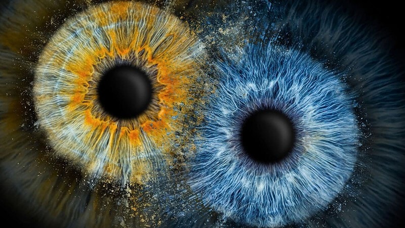 2 Iriden auf einem dunklen Hintergrund