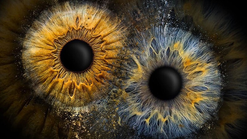 2 Iriden auf einem dunklen Hintergrund