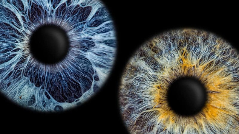 2 Iriden auf einem dunklen Hintergrund