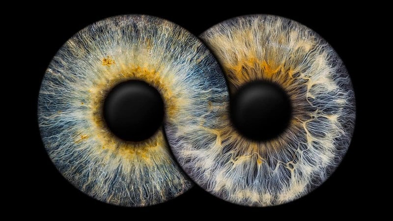 ein Foto von zwei Iriden, die so miteinander verbunden sind, dass sie das Zeichen der Unendlichkeit bilden