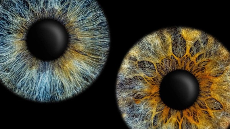 2 Iriden auf einem dunklen Hintergrund