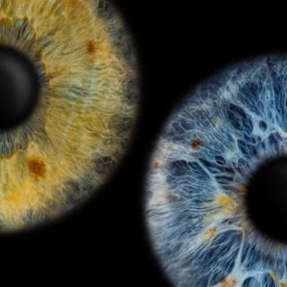 Ein Bild von 2 Iriden nebeneinander