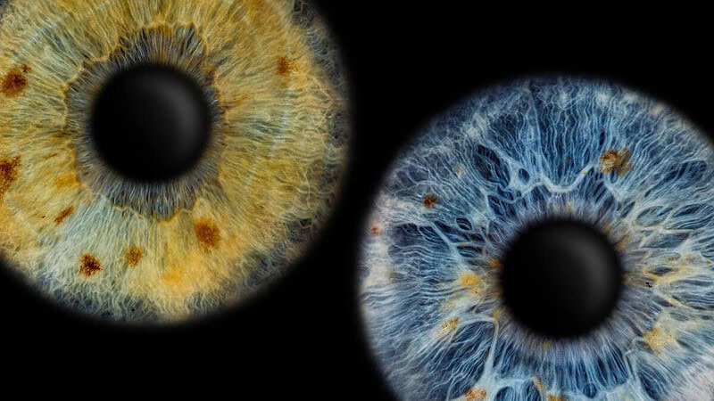 Ein Bild von 2 Iriden nebeneinander