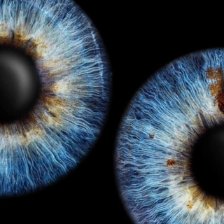 2 Iriden auf einem dunklen Hintergrund