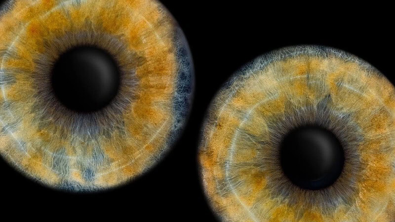 2 Iriden auf einem dunklen Hintergrund