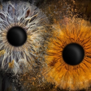 2 Iriden auf einem dunklen Hintergrund