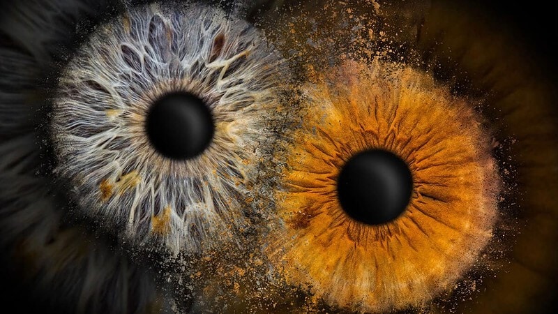 2 Iriden auf einem dunklen Hintergrund