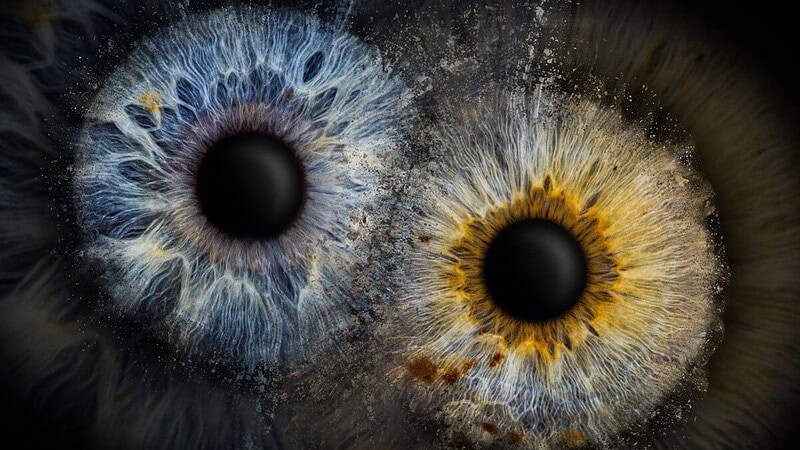 2 Iriden auf einem dunklen Hintergrund