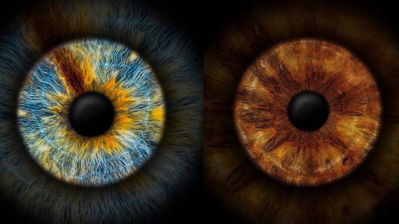 Ein Bild von 2 Iriden nebeneinander