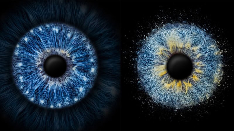 Ein Bild von 2 Iriden nebeneinander