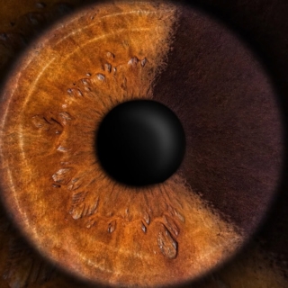 Eine Nahaufnahme von einer Iris