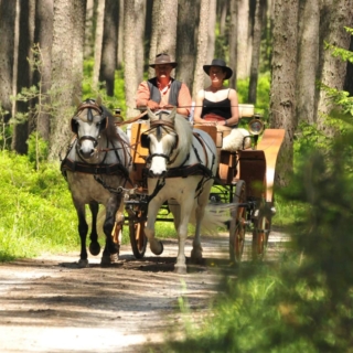 kutschfahrt-erlebnis eine Pferdekutsche, die mitten im Wald Fahrgäste befördert