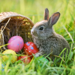 Bild mit einem Hasen, der neben einem Korb und Ostereiern sitzt