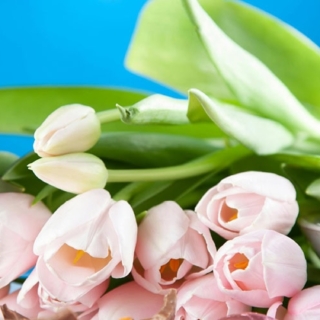 Kategoriebild Ostern, Schokoladenhase, Eier, Blumen und Geschenke auf einem blauen Hintergrund