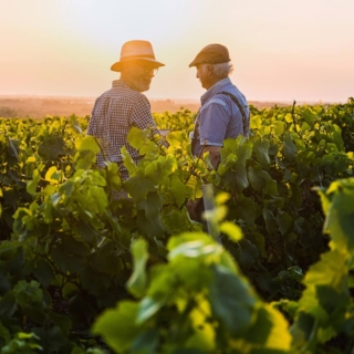 weinwanderungen-fuer-eltern zwei ältere Männer wandern gemeinsam durch den Weinberg