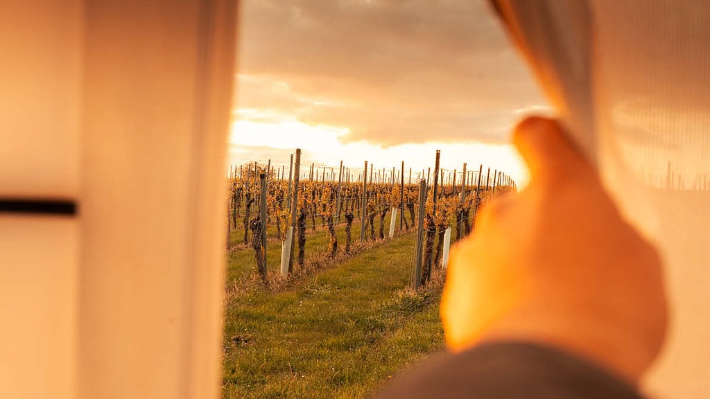 sleeperoo-weingut-Blick aus dem Zelt Blick aus dem Cube auf die Weinfelder - einzigartiger Ausblick