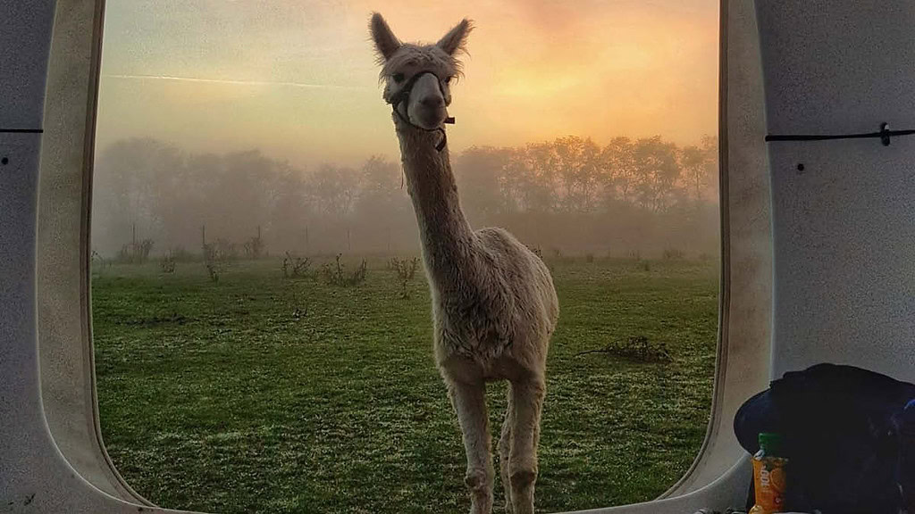 uebernachtung-alpakafarm-ein Alpaka steht vor dem Zelt Ein Alpaka schaut neugierig in den Sleep Cube hinein.