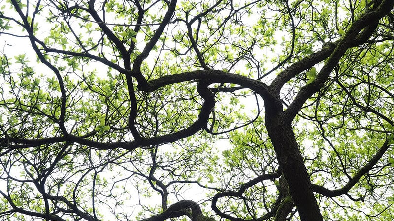 Großer Baum mit geschwungenen Ästen