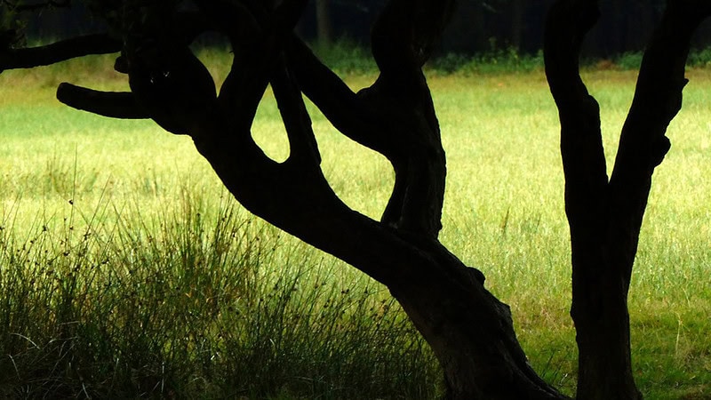 Schattig dunkle Äste mit Wise im Hintergrund