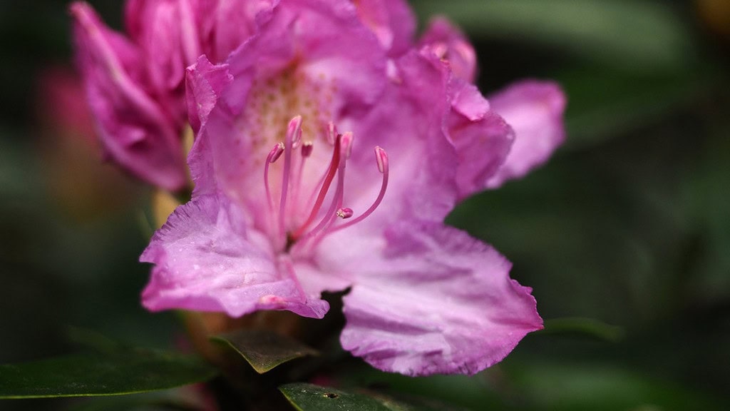 Dülmen-Fotokurs-Blume