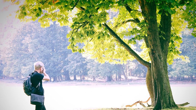 Überbelichtete Wise mit Bäumen ringsum