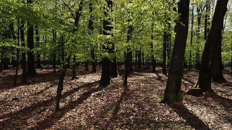 Waldstück mit durchwachsenen Bäumen