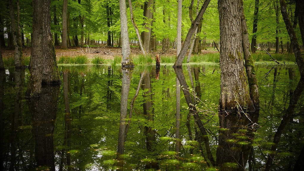 Dülmen-Fotokurs-Teich Teich mit Bäumen ringsum