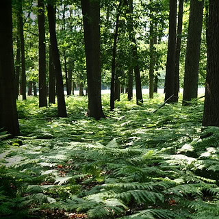 Waldgebiet mit Farnen auf dem Boden