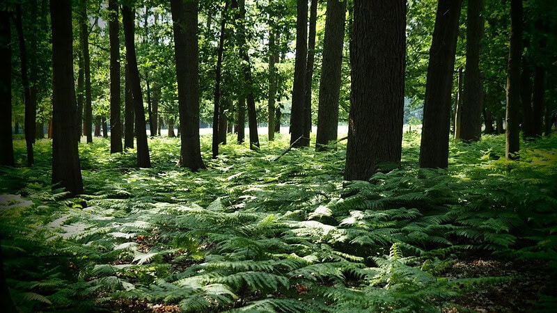 Waldgebiet mit Farnen auf dem Boden