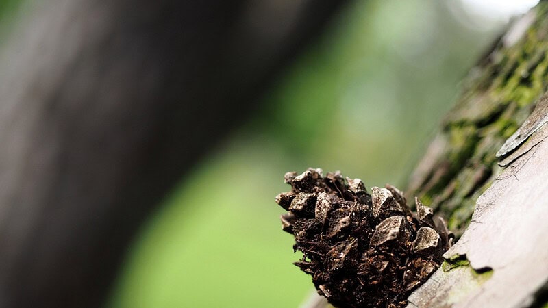 Tannenzapfen mit unscharfem Hintergrund