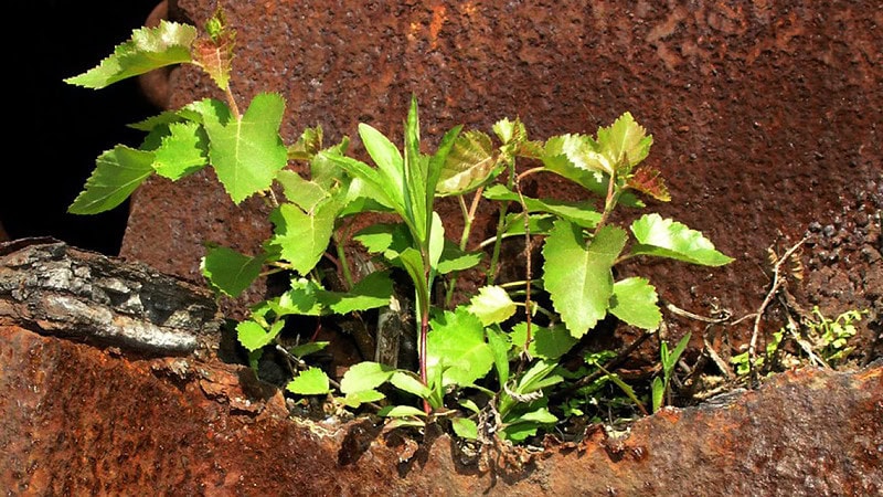 Wachsende Pflanze auf Metall