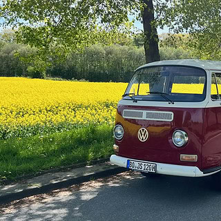 VW Bulli fährt eine Allee entlang neben einem Rapsfeld.