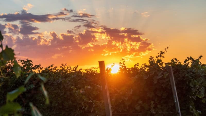 Weinreben bei einem Sonnenuntergang - Weinwanderung.