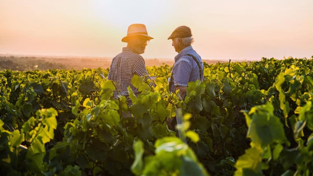 Weinwanderung - Sonnenuntergang Zwei Männer stehen in mitten der Weinreben und genießen den Sonnenuntergang.