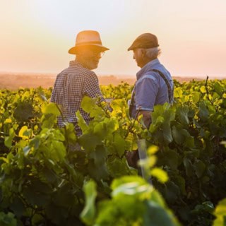 Weinwanderung - Sonnenuntergang Zwei Männer stehen in mitten der Weinreben und genießen den Sonnenuntergang.
