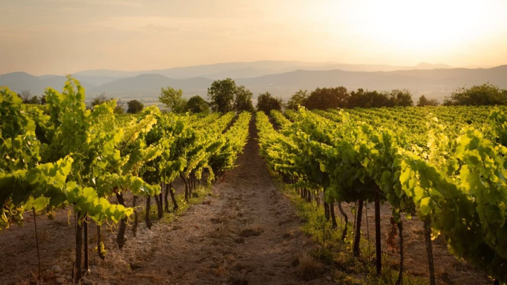 Weinwanderung - Weinreben Weinreben auf einem Weinberg - Weinwanderung.