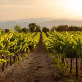 Weinreben auf einem Weinberg - Weinwanderung.