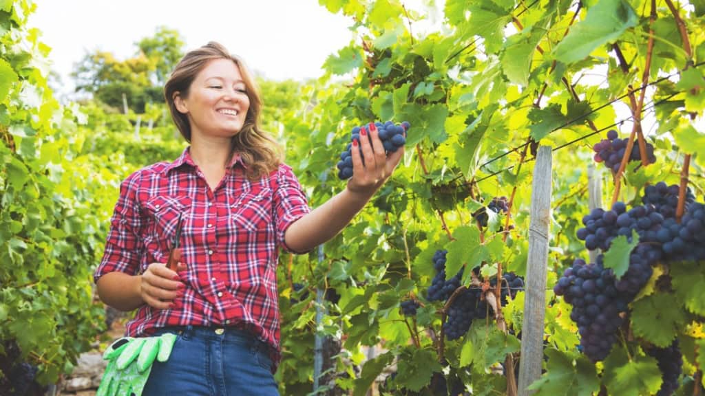 Weinwanderung - Weintraube Eine Frau hält die Weintrauben, die von der Weinrebe herunter hängen.