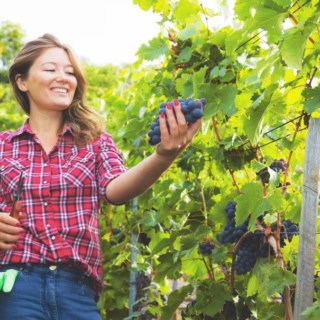 Eine Frau hält die Weintrauben, die von der Weinrebe herunter hängen.